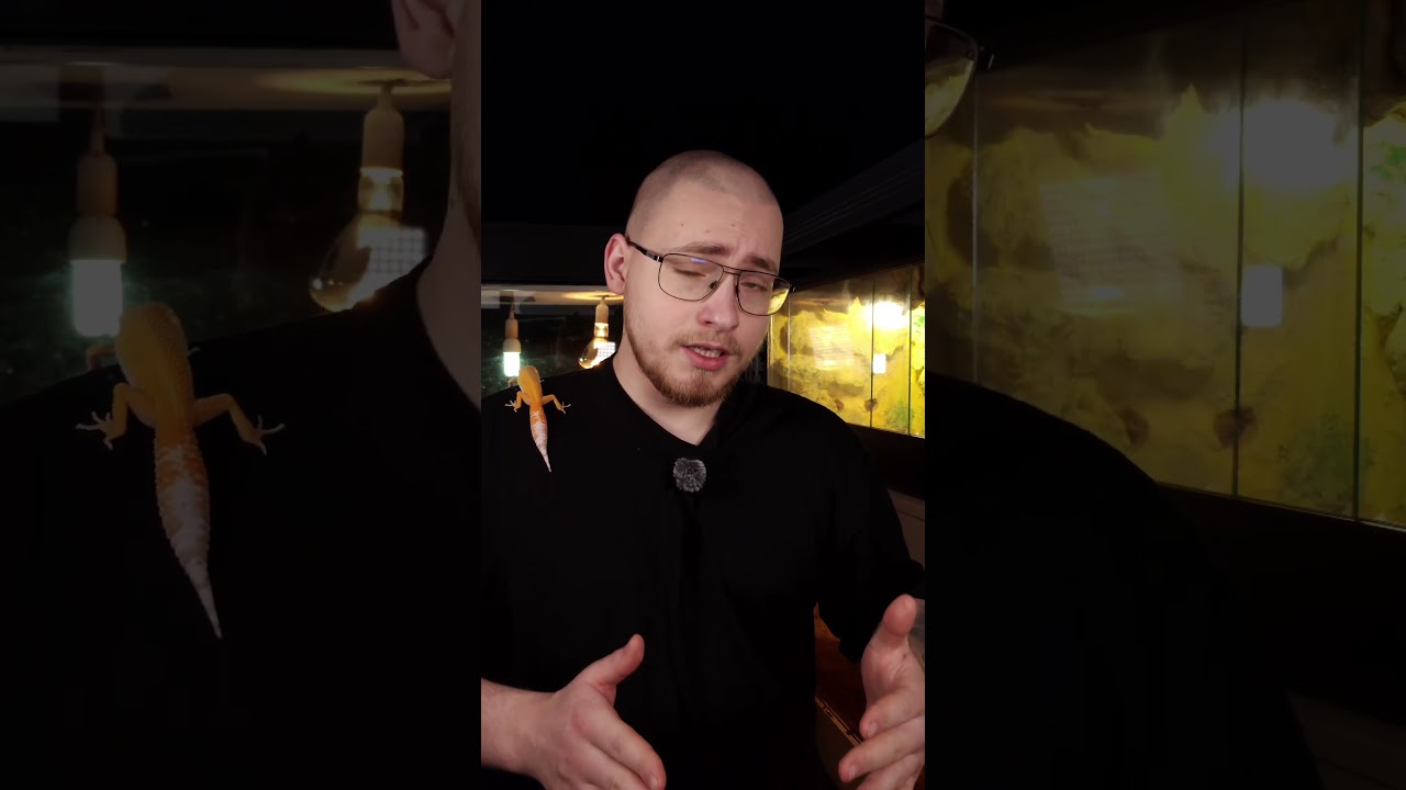 Czy można karmić eublefara lamparciego papkami owocowymi?Czy musimy karmić go owadami? 🤔🦎