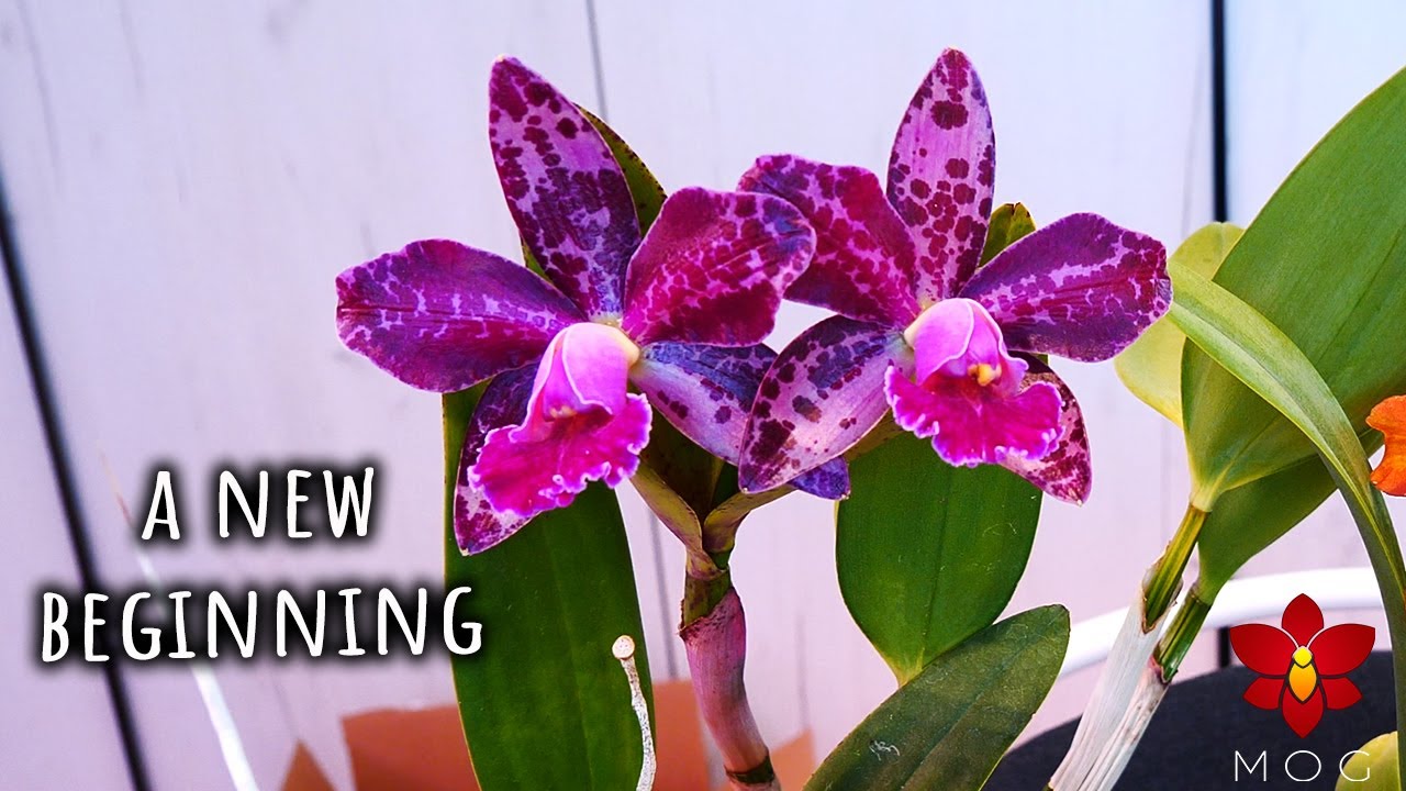 After 12 years of growing Orchids I had to make this decision..