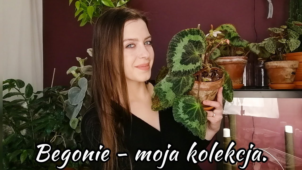 🌿 Begonie terrarystyczne i parapetowe? Nowe nabytki? | Moja kolekcja 🌱