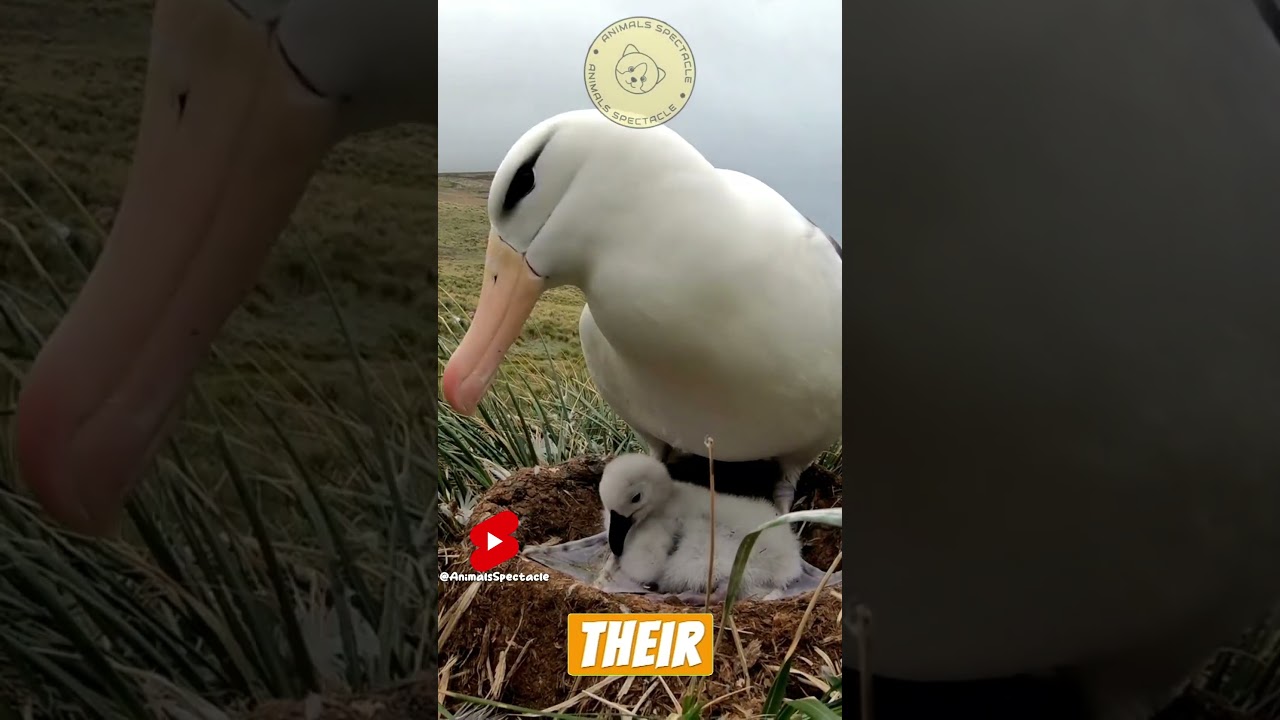 Everything You Need to Know About Albatross #animals #animalcrossing #animalfacts