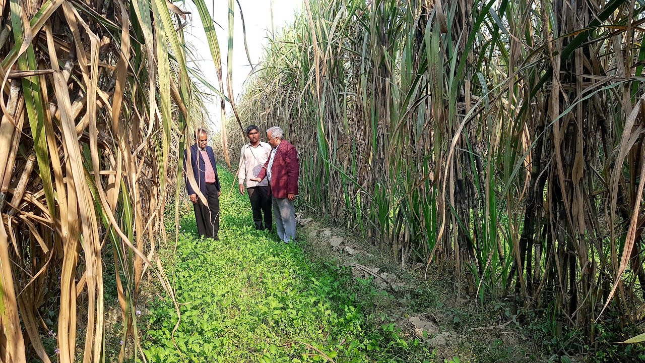 तीन रो की टेंच की नई गन्ना बुआई तकनीक। three row new trench planting technique