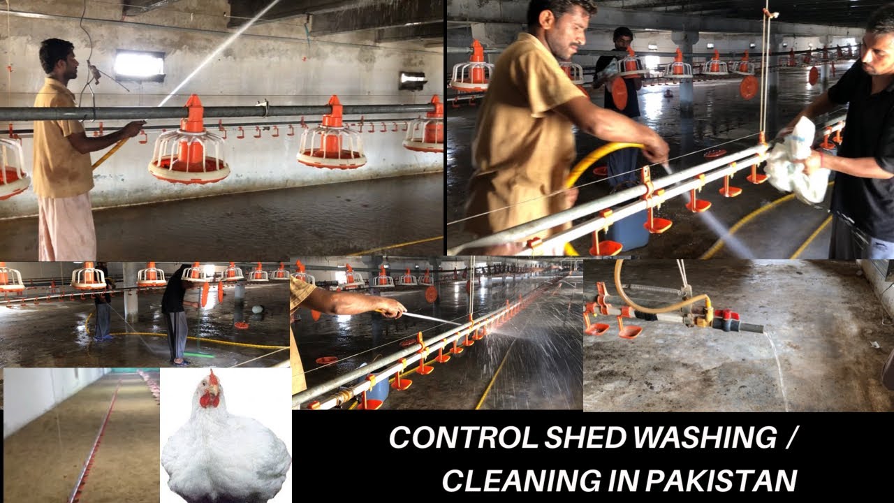CONTROL SHED WASHING/ CLEANING IN PAKISTAN    POULTRY FARM #poultryfarming