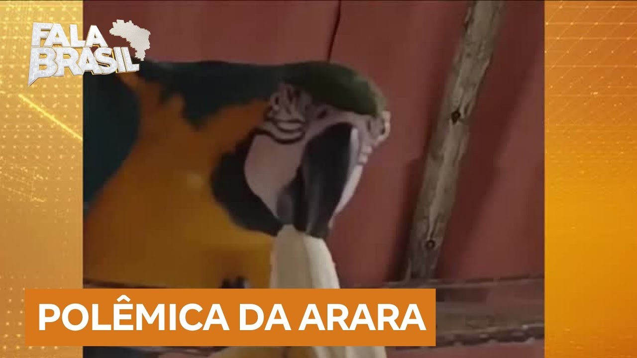 Moradores de Moeda (MG) reclamam após arara-canindé ser levada pelo Ibama