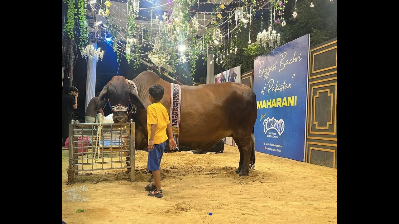 Unloading - Biggest Bachri“MAHARANI” from Dilpasand Cattle Farm & “Maharaja” from Fibbi Cattle Farm