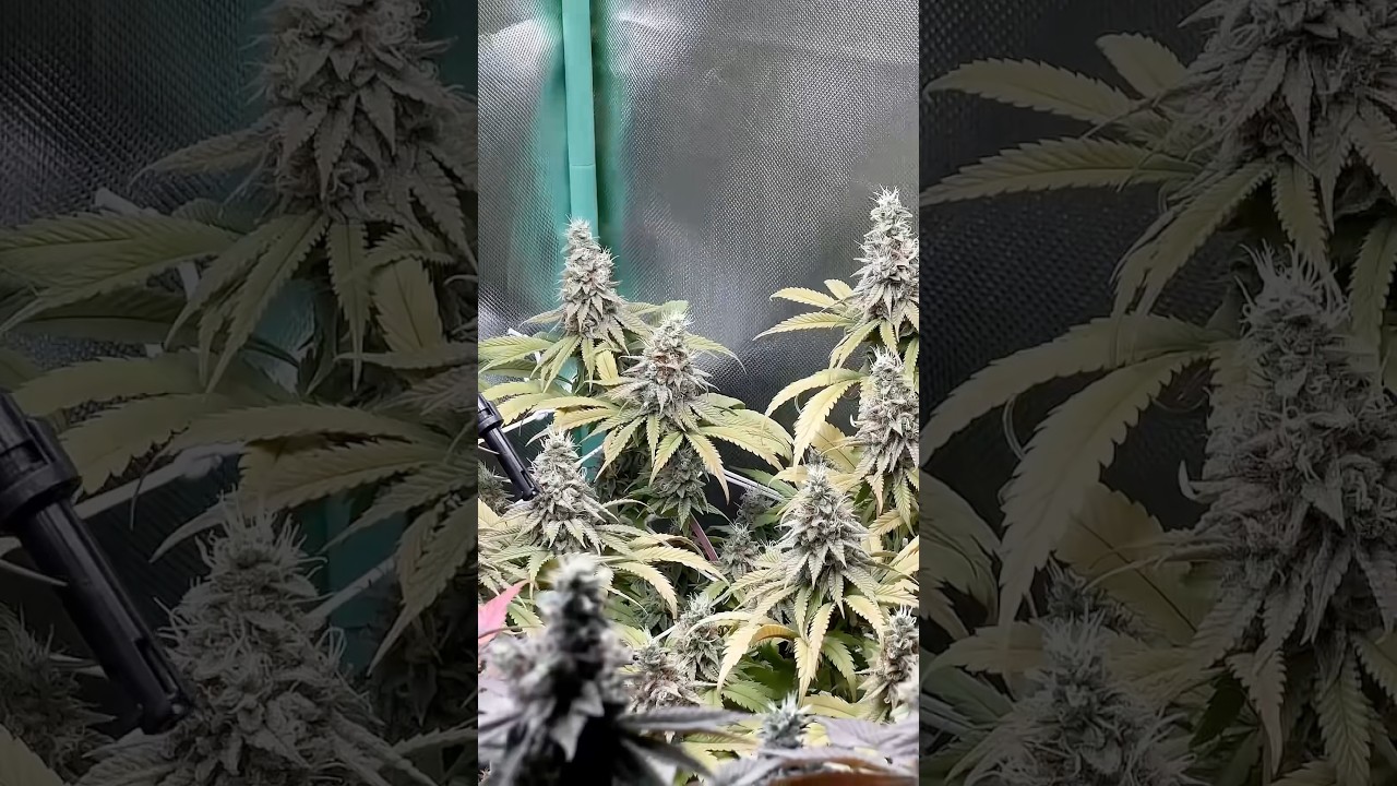 Day 48 (12/12) – Frosty Buds Incoming ❄️🔥 
