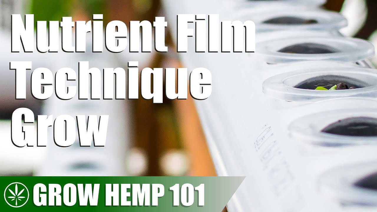 Nutrient Film Technique (NFT) Timelapse Grow from Seed to Harvest