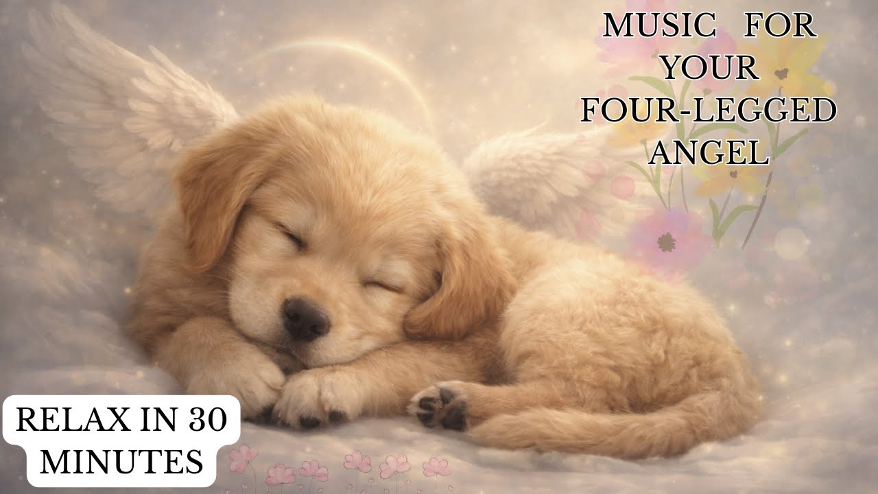 Relaxing Music for My Dog 🐶 My Angel with Four Paws 💛