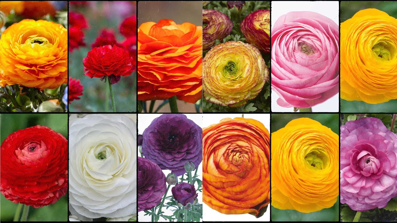 RANUNCULUS ASIATICUS FLOWER Varieties - Plants Weekly