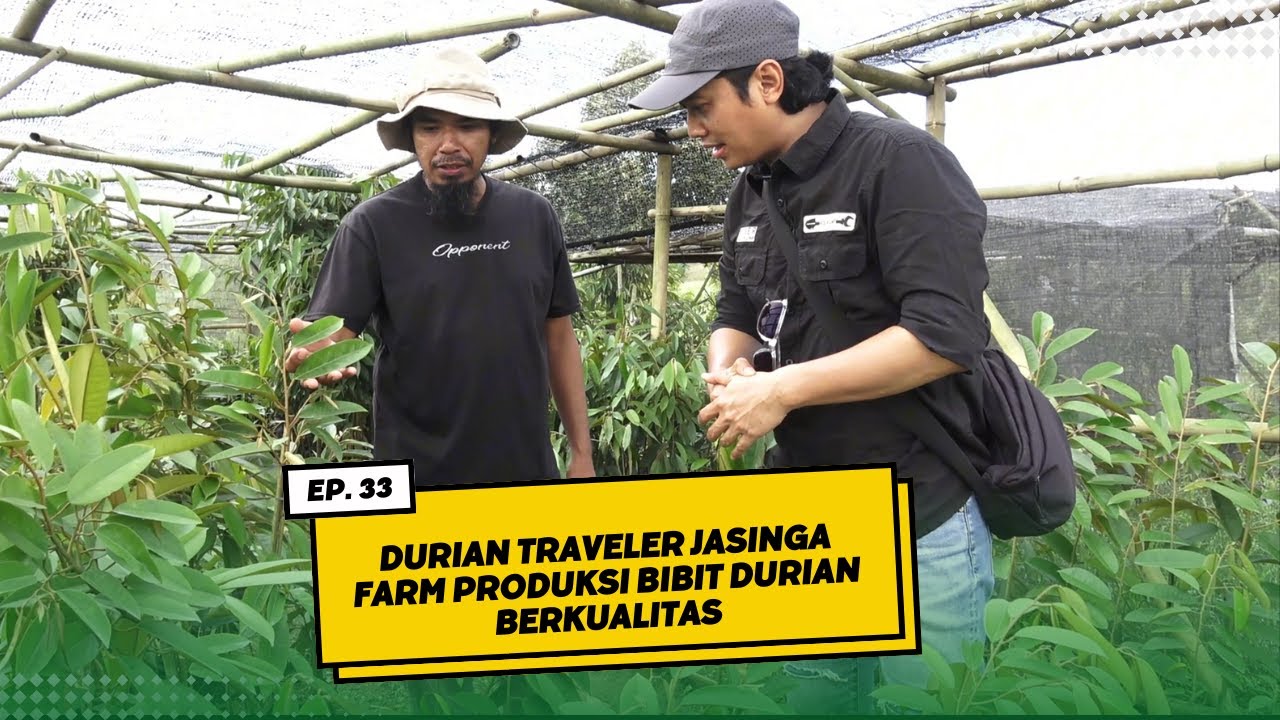 Durian Traveler Jasinga Farm Produksi Bibit Durian Berkualitas - Silahkan Dipesan Bibit Duriannya