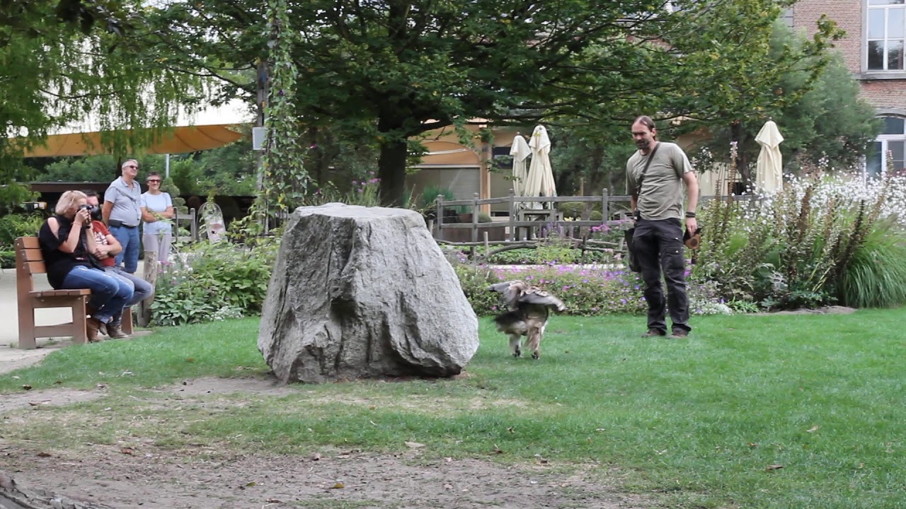 Roofvogelshow in Planckendael