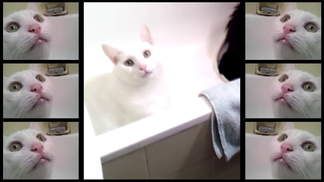 We Can't Stop Parody - Cats Sing Miley Cyrus