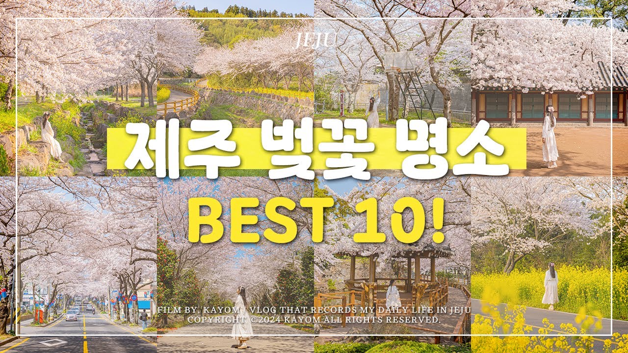 🌸 봄 제주도 여행 3월 4월 벚꽃 명소 Best 10! | 인스타 핫플 벚꽃 스팟 추천