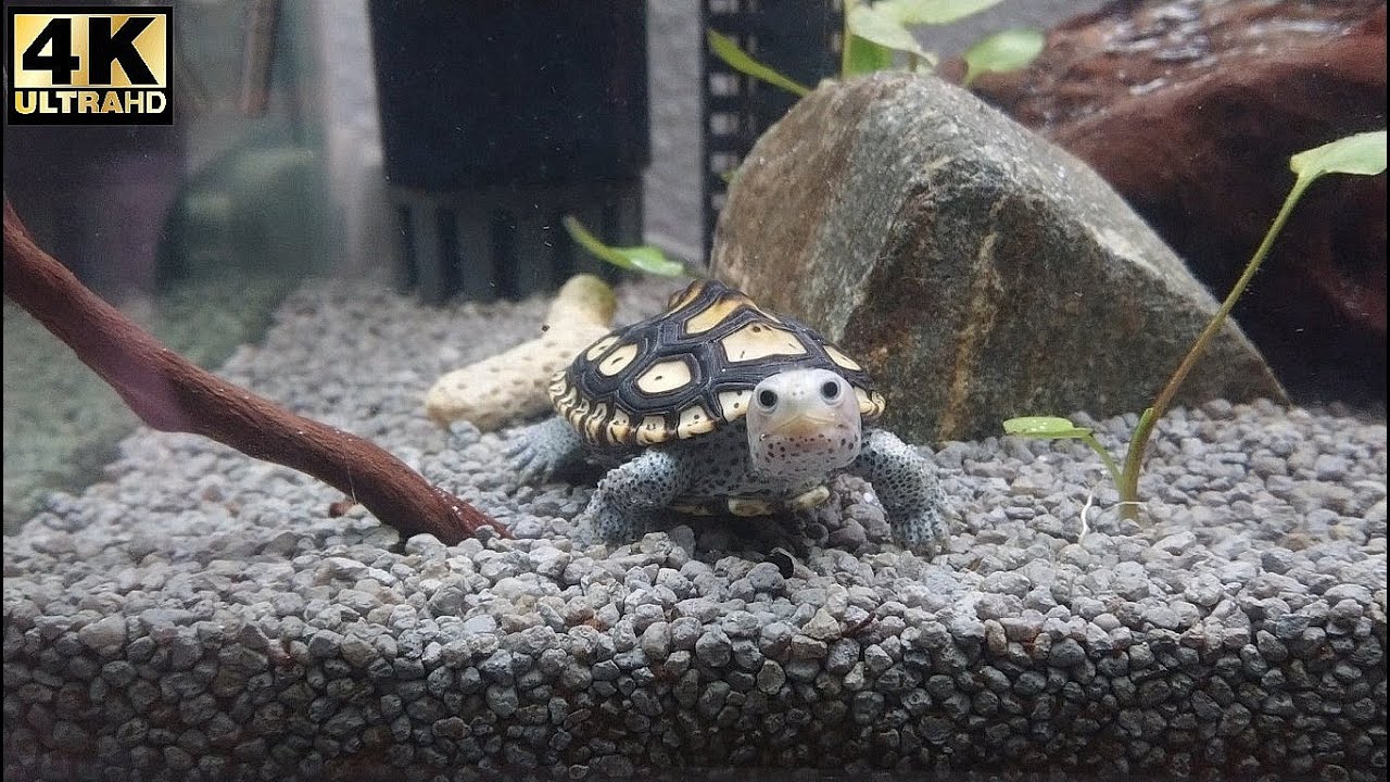 TurtleWorld＃５～The Beauty of Solitude『孤独の美しさ』(M.Terrapin Macrospilota) *New Year’s Special【4K】(2025)
