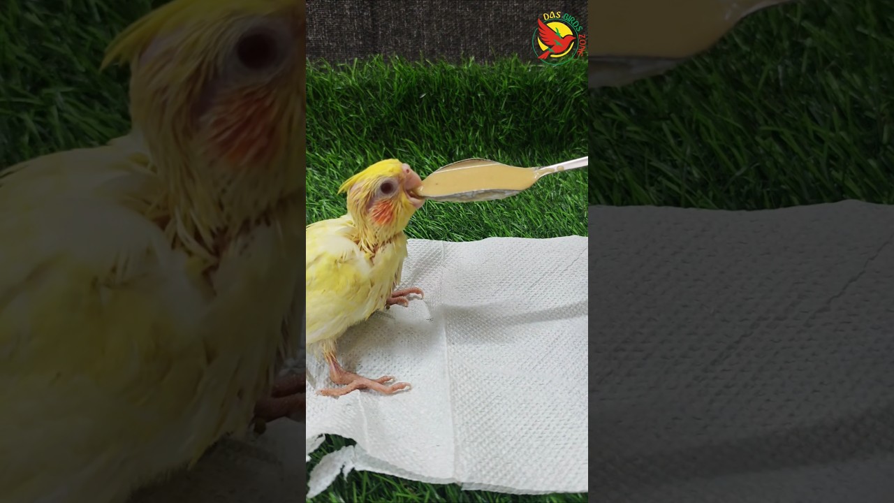cocktail baby hand feeding #birds #cocktail #cockatiel