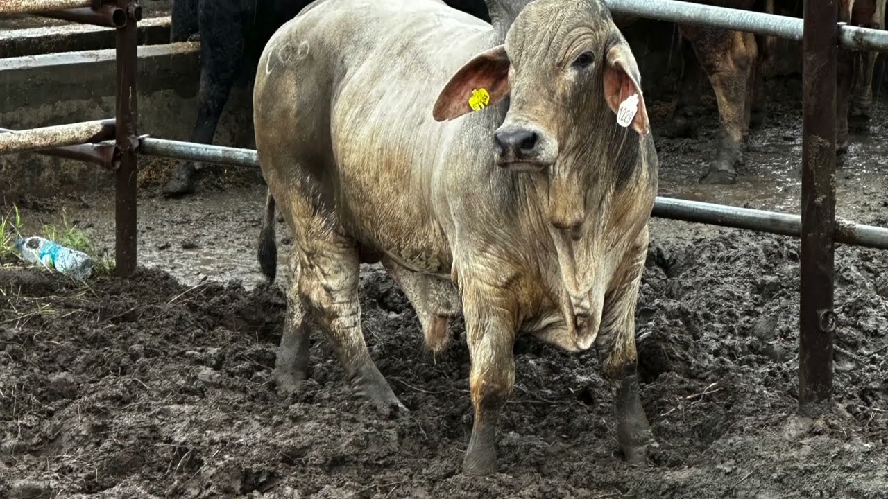 Bakrid 2023 Mauritius-Brahman