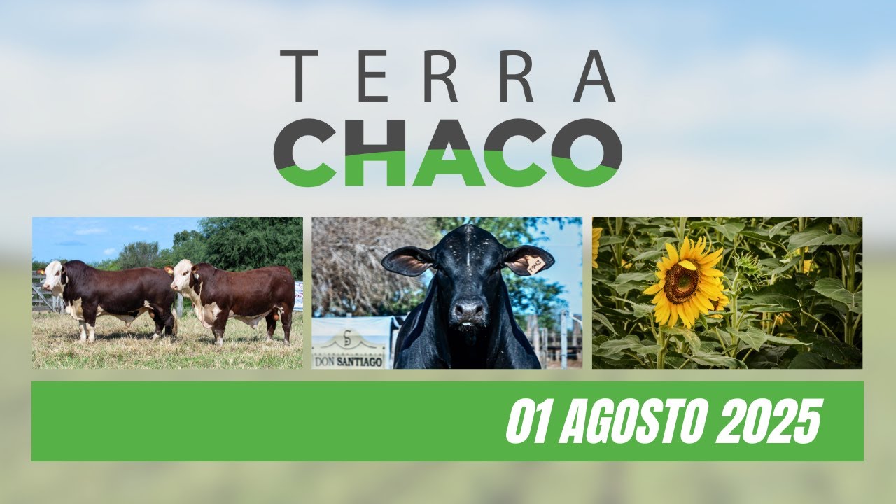 11° REMATE DE CABAÑAS DEL NORTE - 6 AGOSTO 2025 // GIRASOL #2 | TERRA CHACO