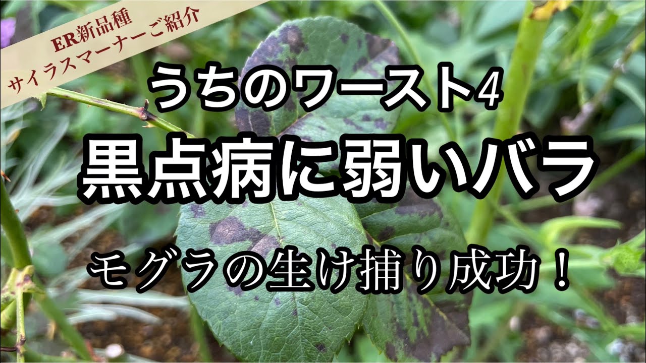 【黒点病に弱いバラ】育てている100本中のワースト4/ついにモグラを捕獲しました