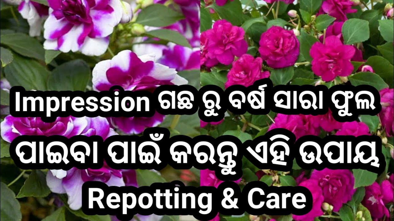 🌸 Impression Flower Repotting & Care Guide | Easy Gardening Tips 🌿 #flowergarden #gardeningtips