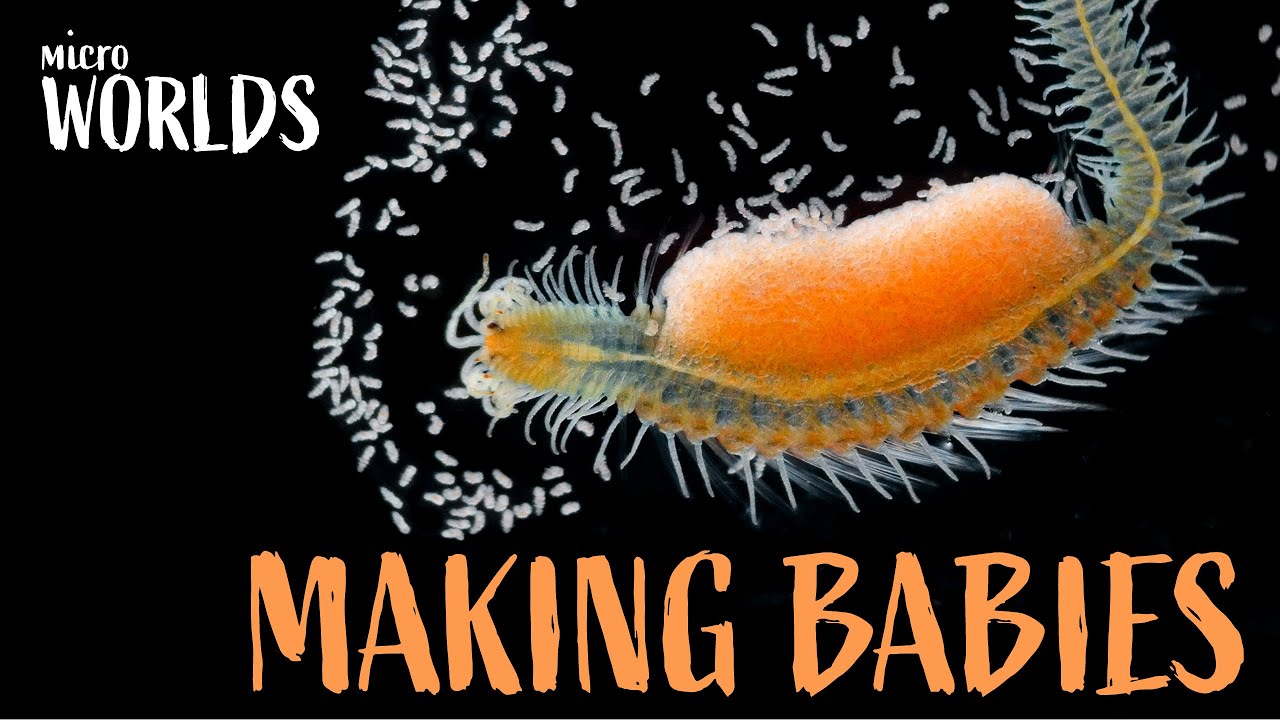 Microworlds: Making Babies