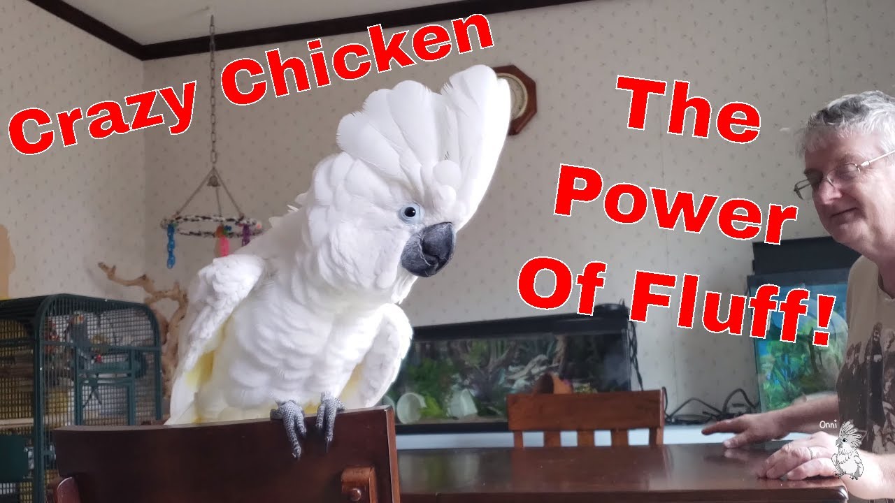 A Baby Cockatoo's Fluff Powers (and teaching him something new)
