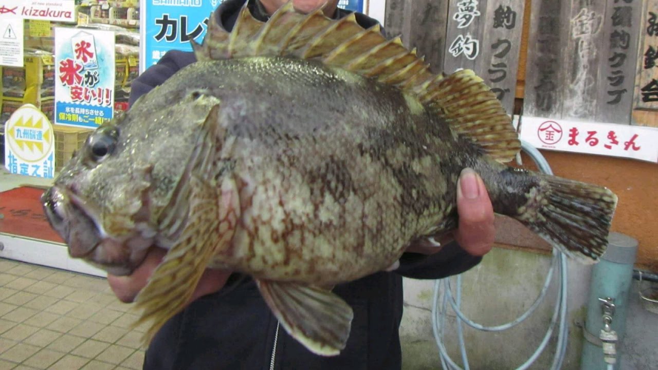 ネコライザー尺超アラカブ(カサゴ、ガシラ)捕獲ムービー