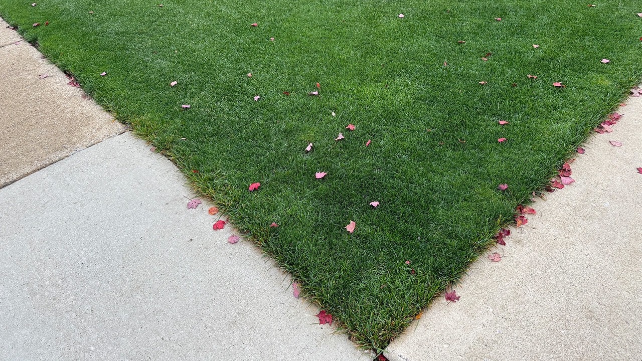 3 Days of Fall Lawn Care: Ammonium Sulfate + Rust & Bentgrass Treatment