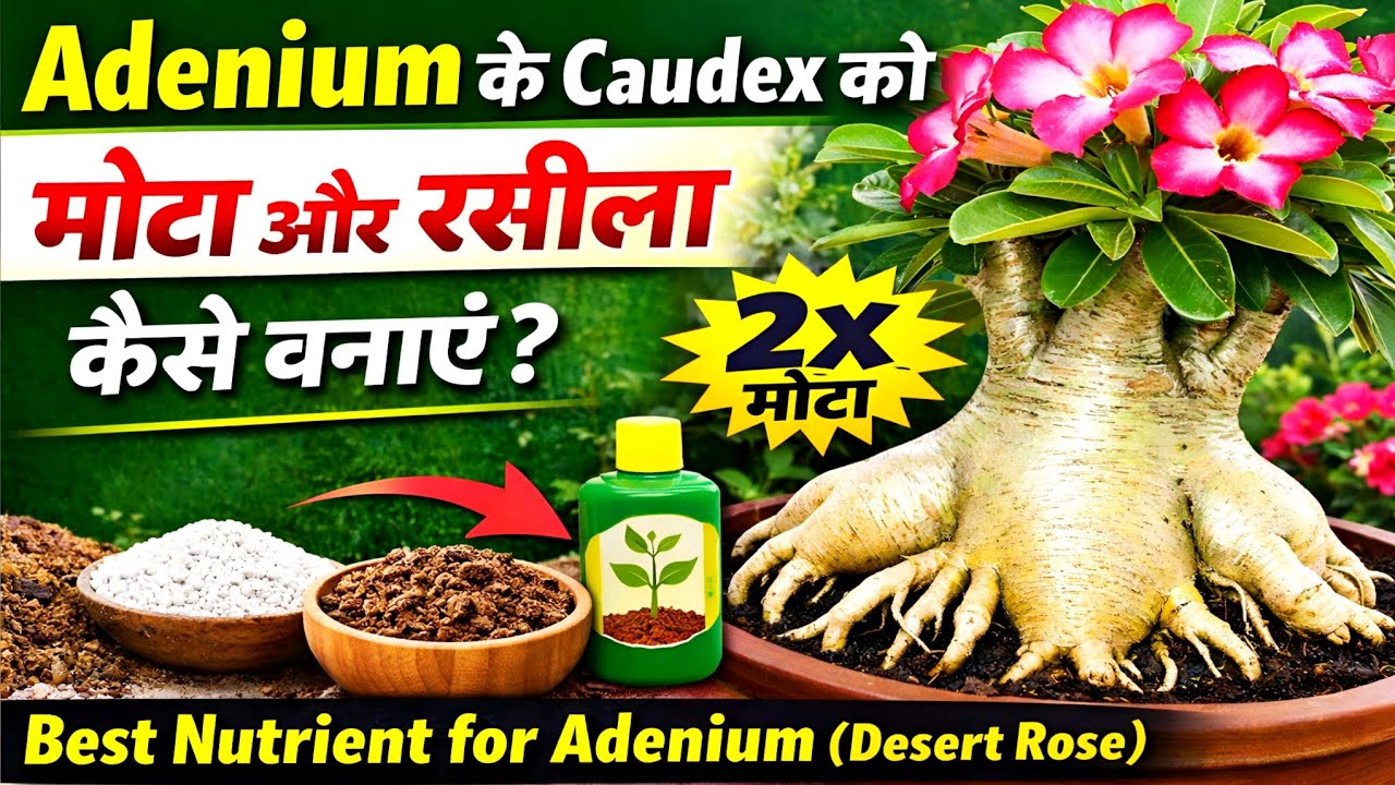 Adenium के Caudex को मोटा और रसीला कैसे बनाएं, Best Nutrient for Adenium (Desert Rose) flowering 