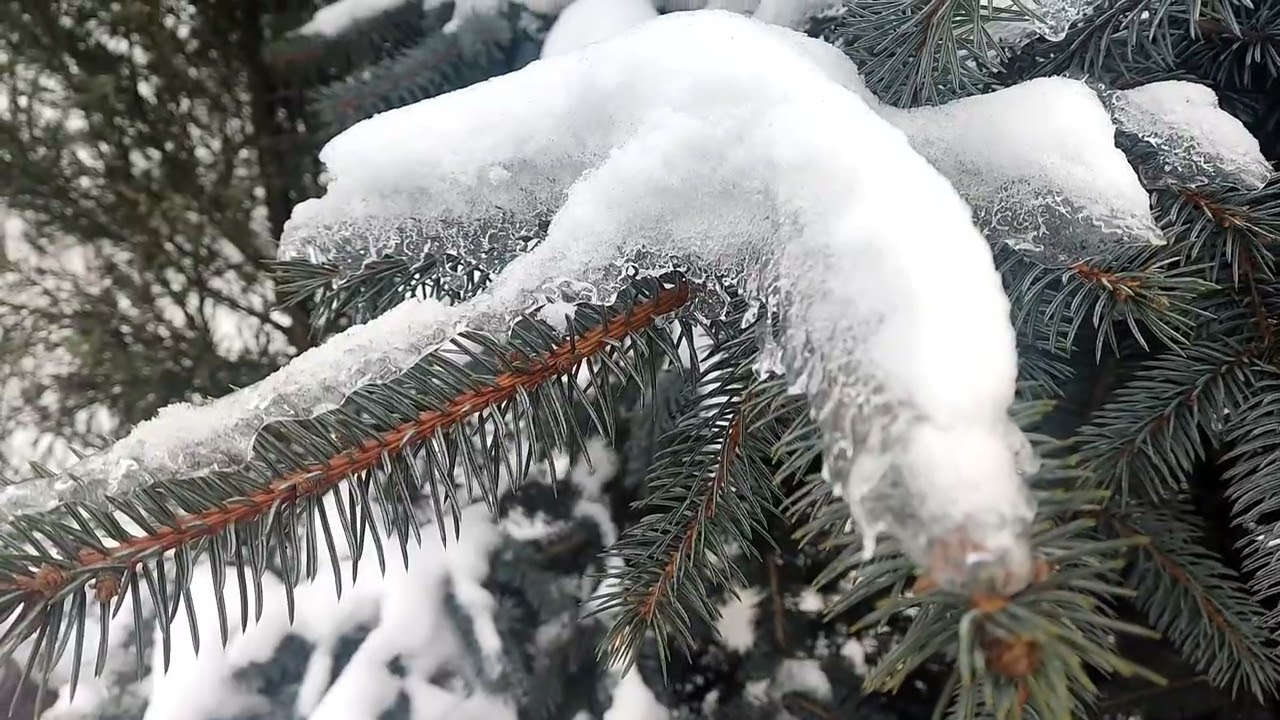 Зимний лес & парк...25.01.2026 г  
