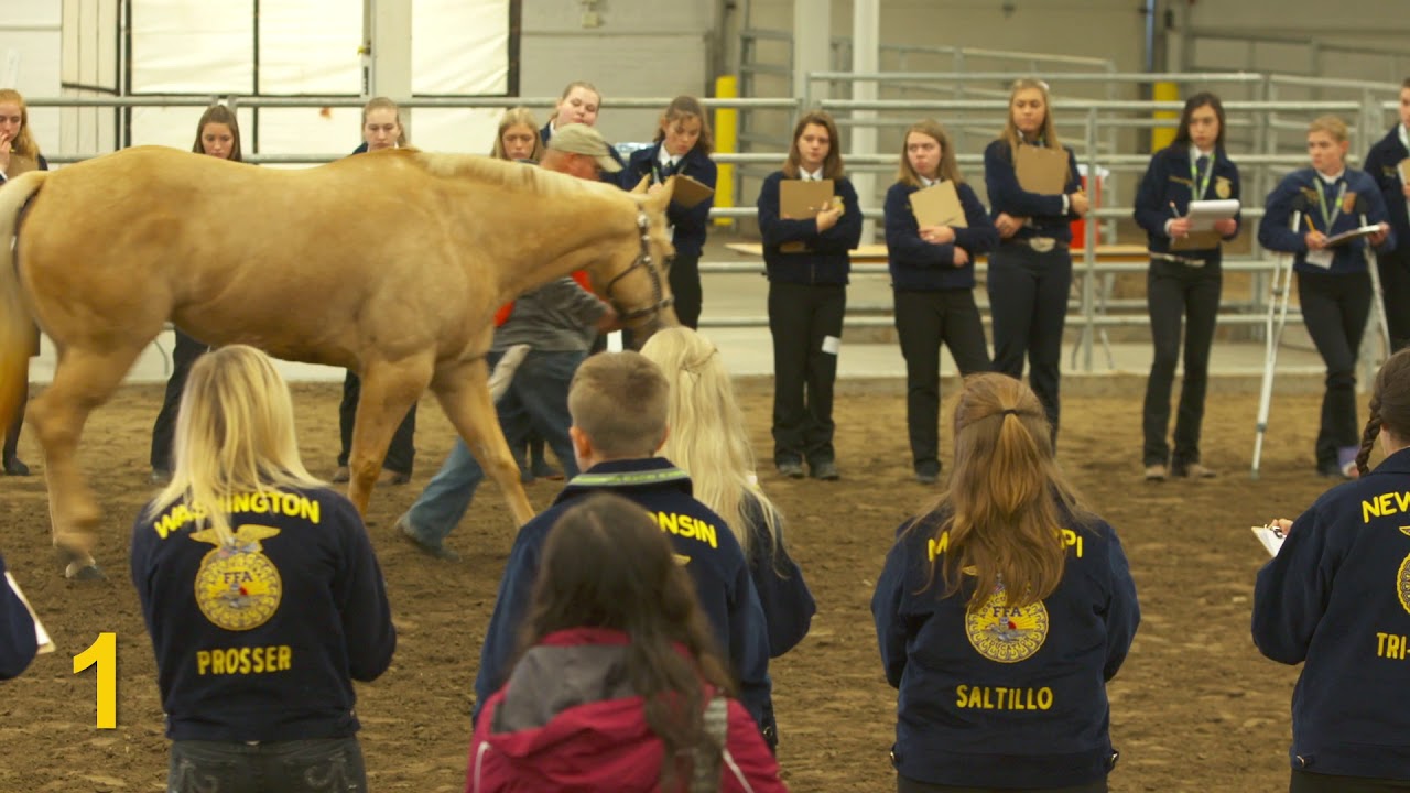2018 National FFA Horse Eval CDE—Halter Mares (Class 6)