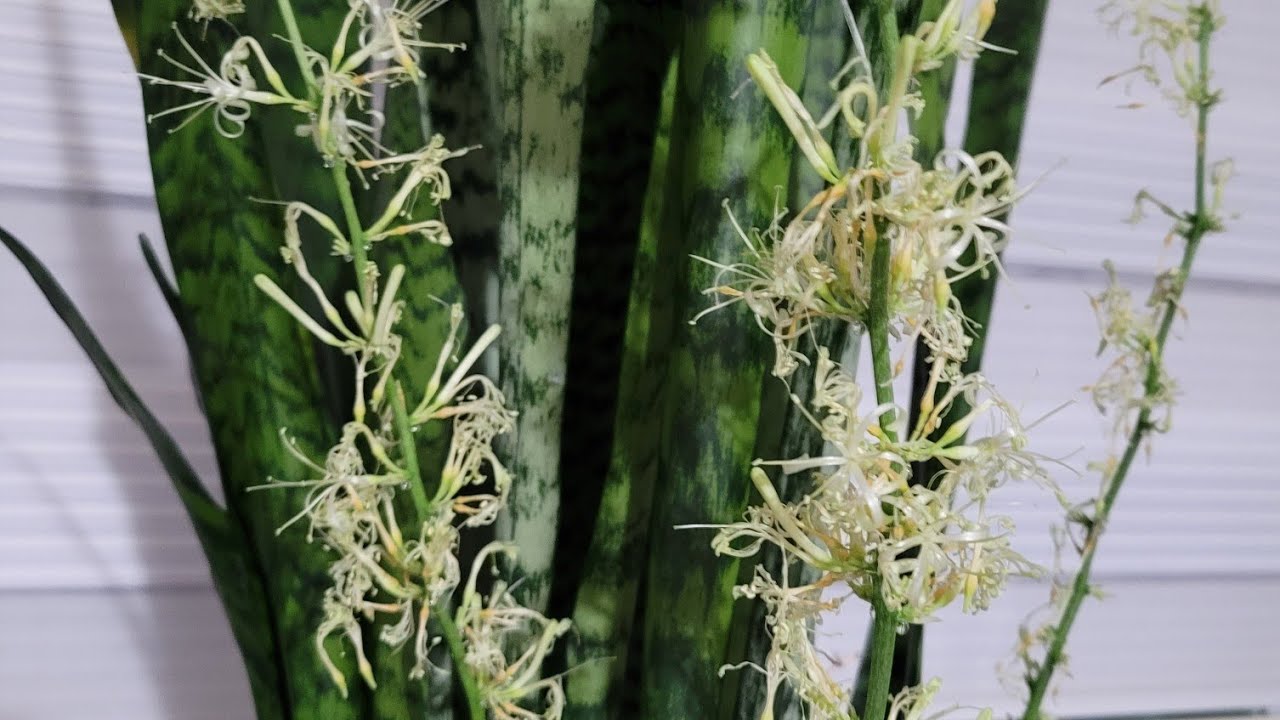  KILINÇ ÇICEĞI  NASIL ÇİÇEK AÇAR 