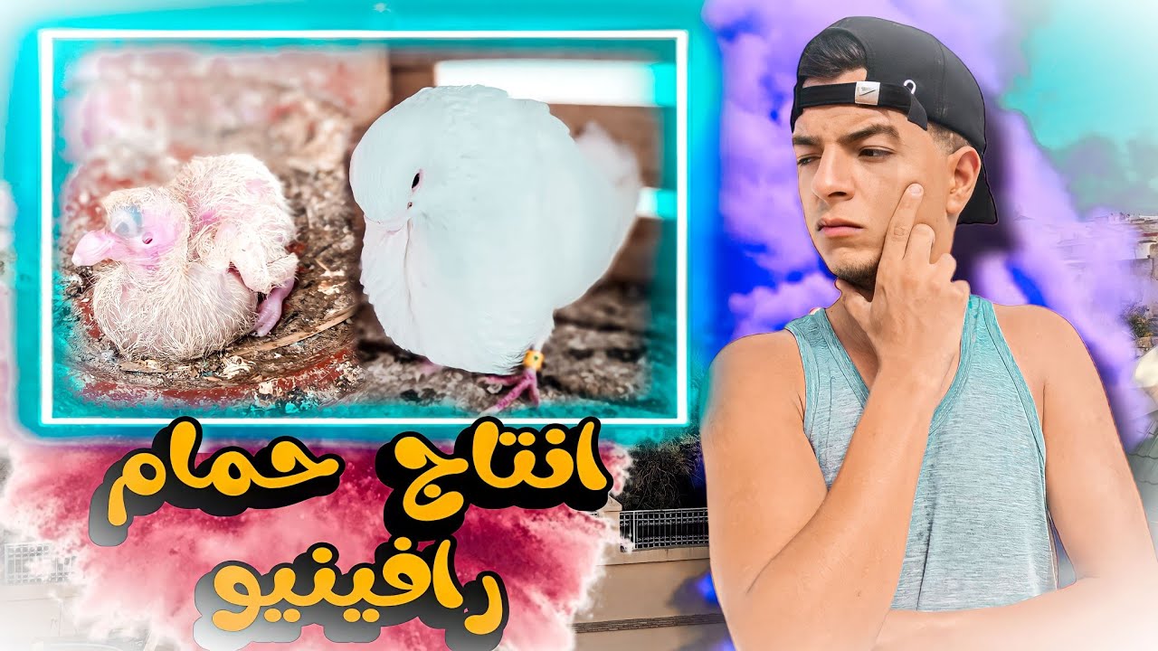 اول فرخ ديال حمام رافينيو 🤩 شريت كرياج باش نعزل الحمام 😶‍🌫️
