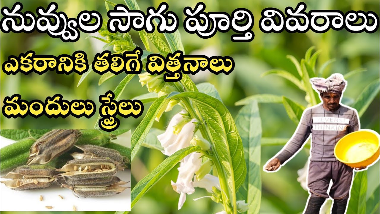 nuvvula Sagu || sesame crop cultivation || Rabi Sesame cultivation in telugu|| నువ్వుల సాగు విధానం||