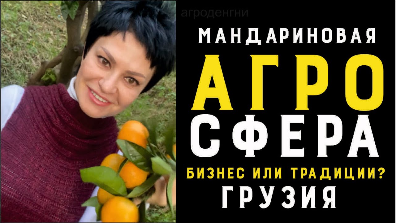 Капут бизнесу мандарин, Грузия, Батуми,хурма-чача, винный бункер , сбор урожая ! Мужские хобби