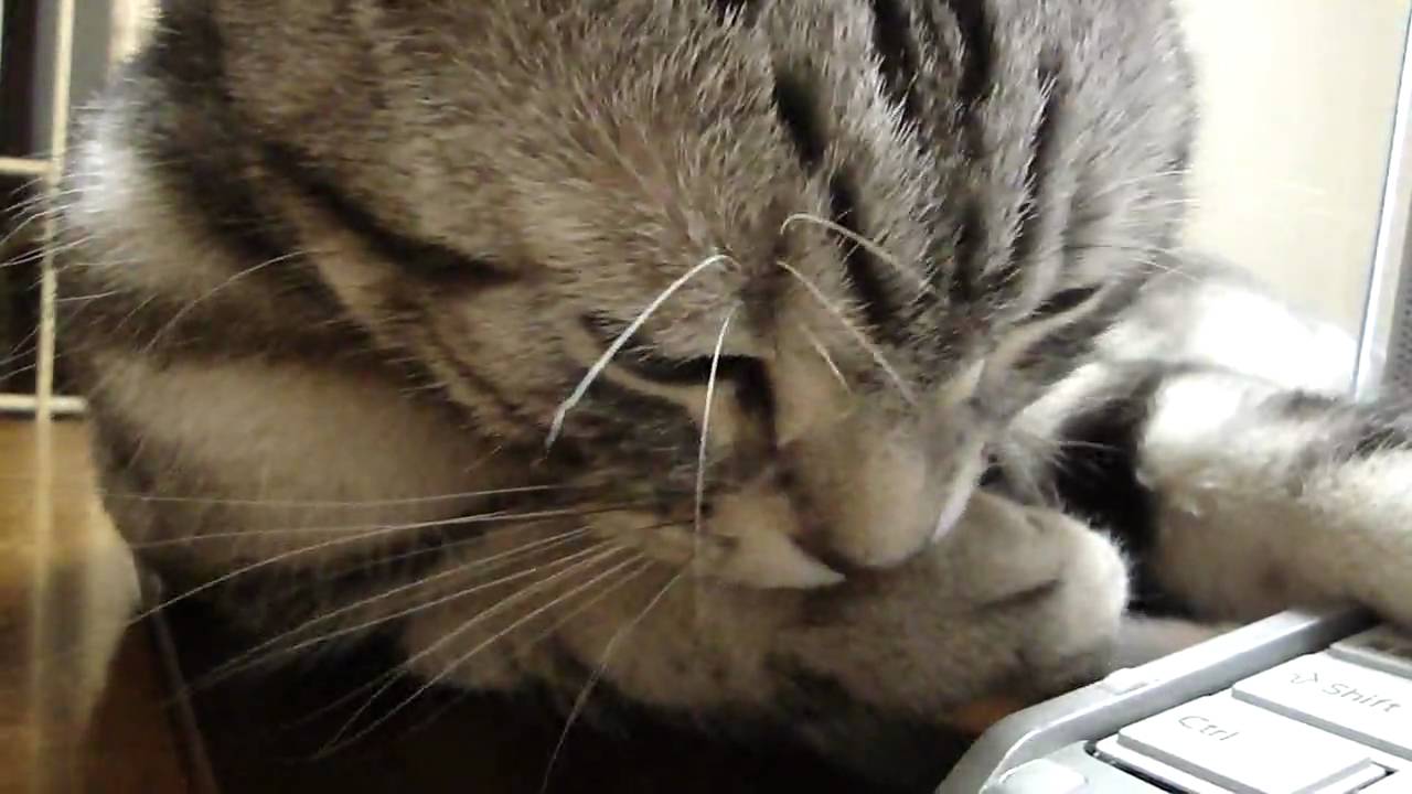 アメショのコテツ 猫のグルーミング「親指が気になるの～」