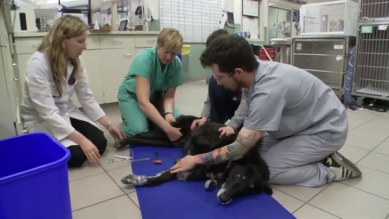 Elderly Dog Loses Mobility in His Legs | Vets Saving Pets