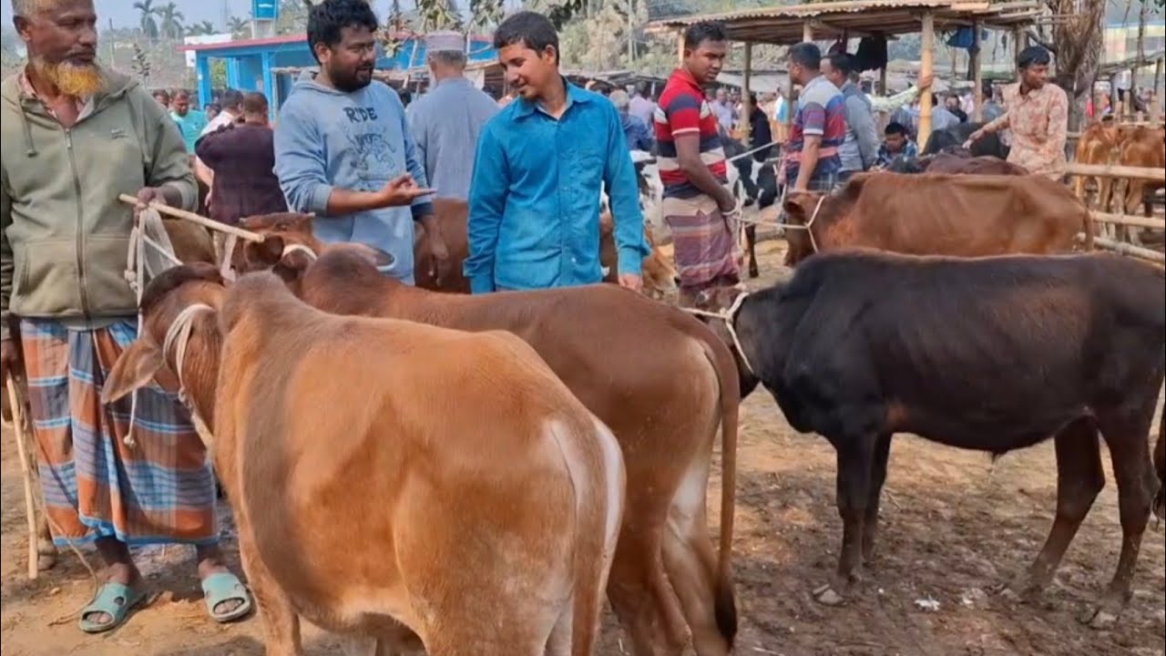 আজ ১৭/২/২৬ | ঢাকা ও চট্রগ্রামের খামারী মাঝারি সাইজের ষাঁড় কেমন দামে কিনছেন | আমবাড়ী হাট 