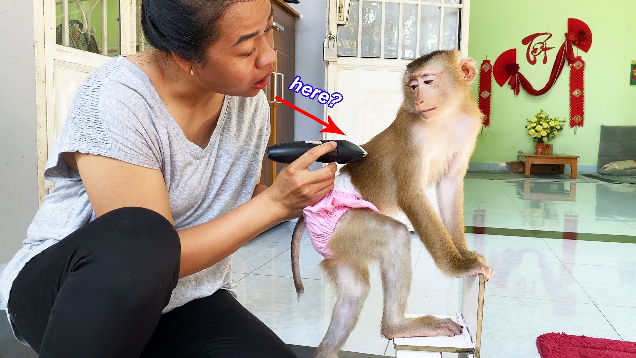 Monkey Lyly convinced her mother to cut her hair to be more comfortable in the hot summer