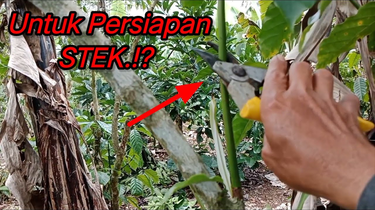 SANITASI UNTUK PERSIAPAN STEK HARI ESOK⁉️