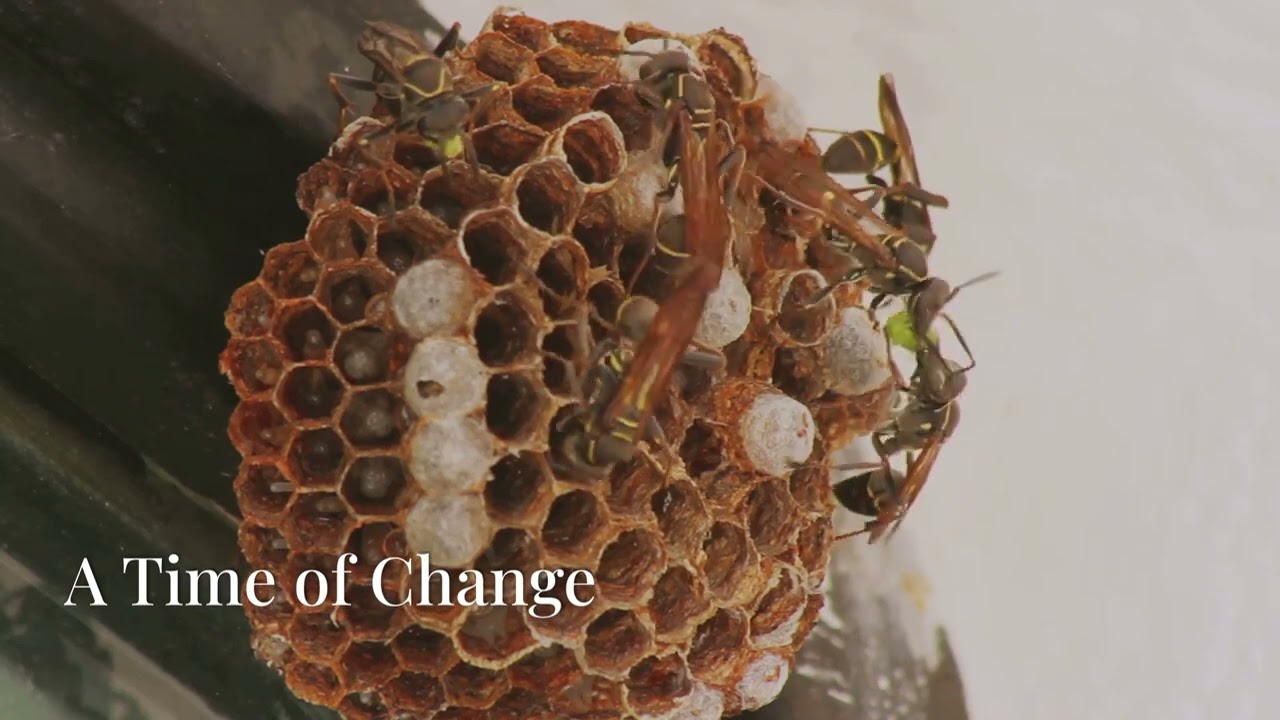 Life Cycle of a Wasp By PestWise AMC