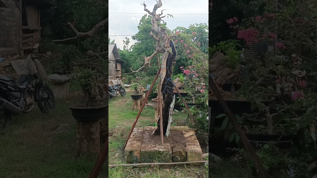 akhirnya sampai rumah bahan bonsai beringin bodhi super jumbo #beringinbodhi #bunjinstyle
