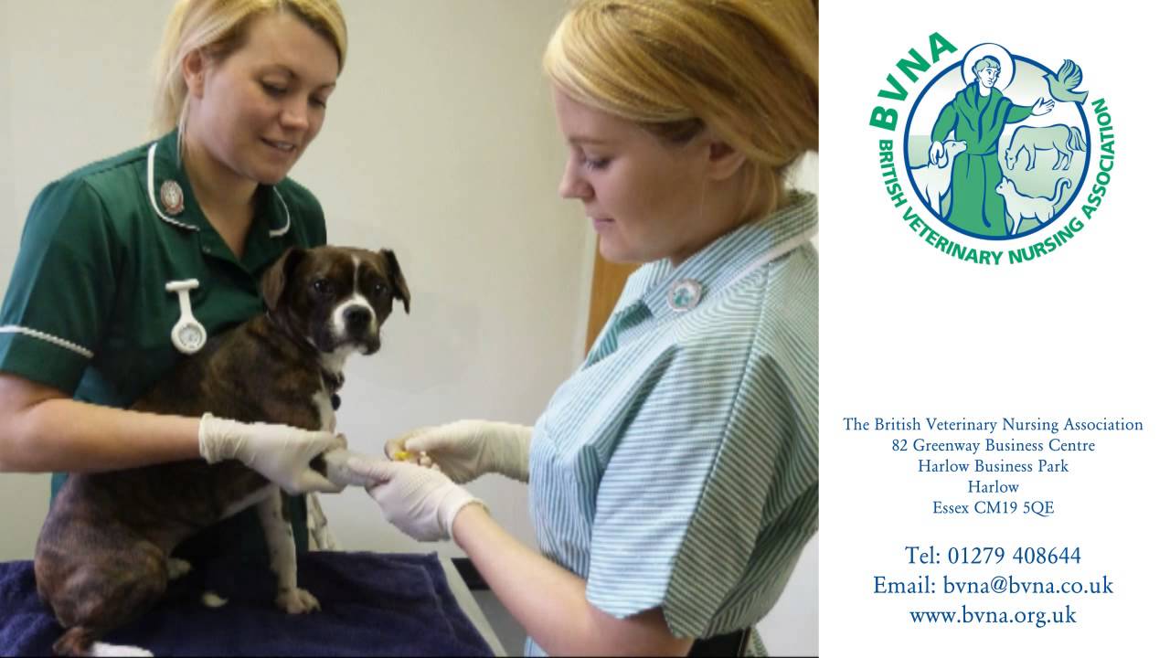 A Career in Veterinary Nursing