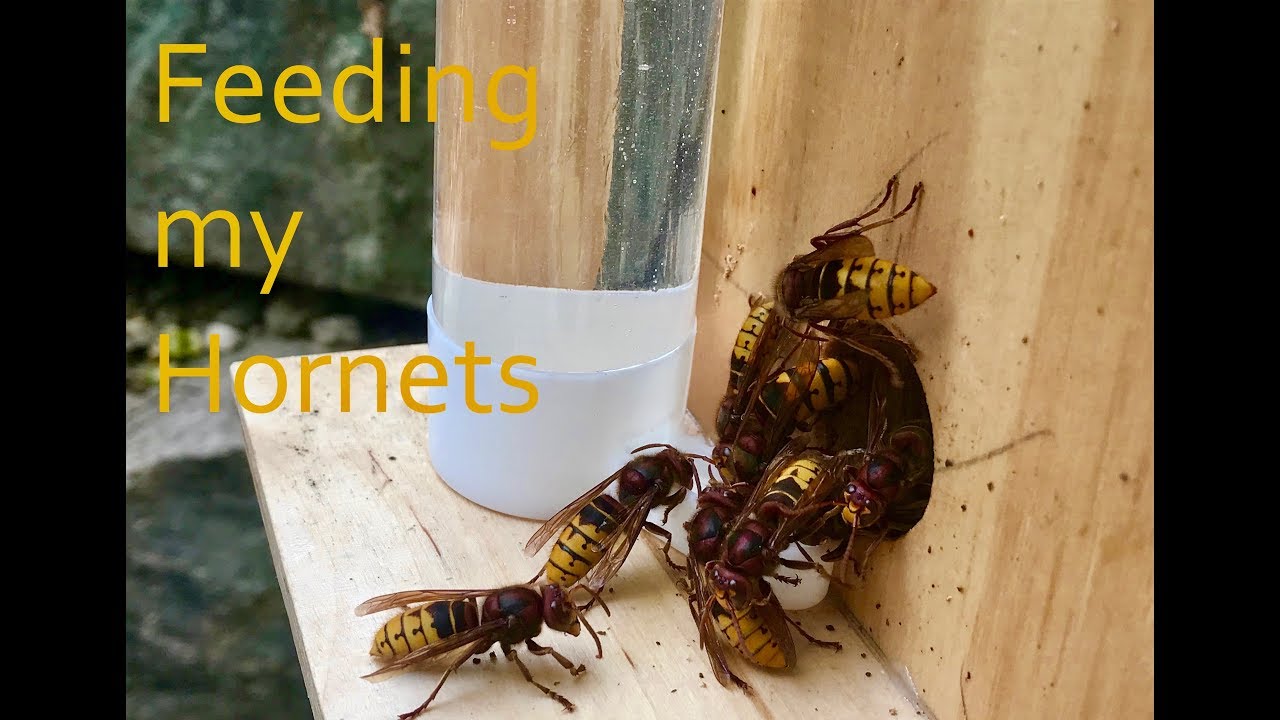 Feeding my Hornets | Hornissenfütterung