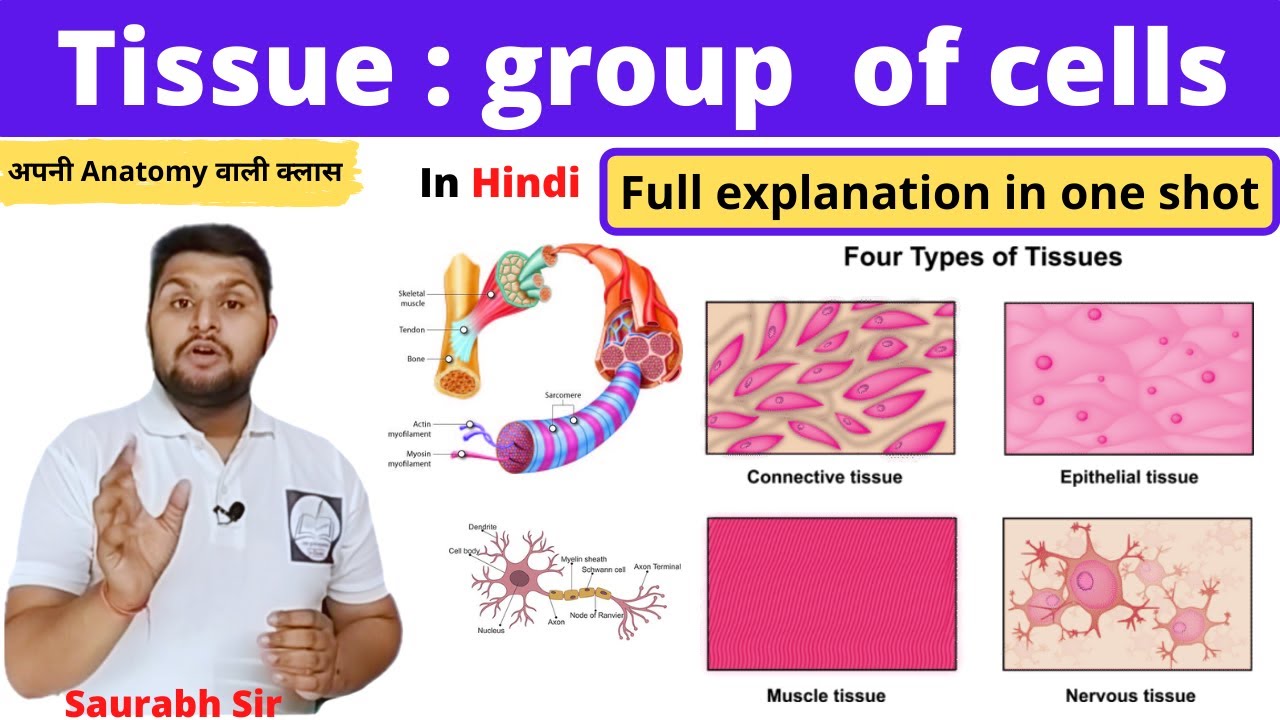 Tissue || group of cells ||For Neet ||Nursing||Medical|| Pharmacy