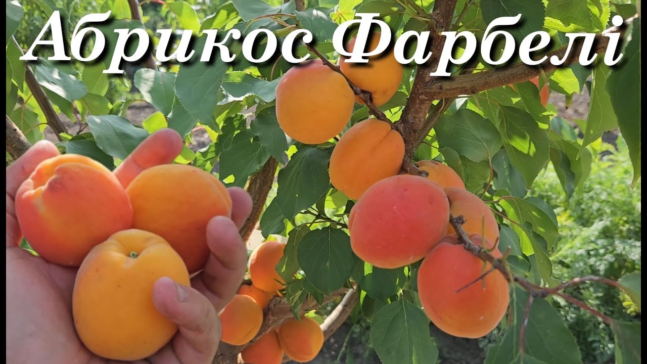 Абрикос Фарбелі. Пізні сорти абрикоса.