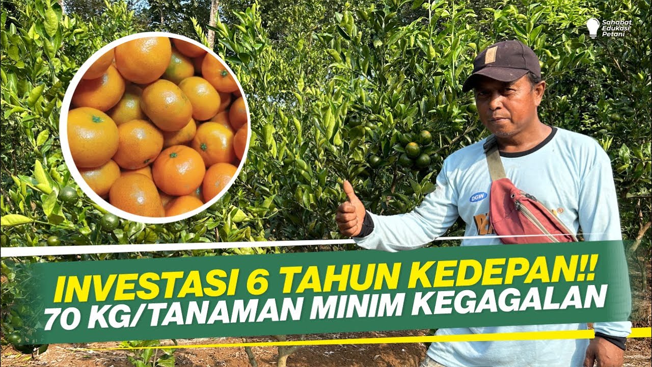 KIAT SUKSES BUDIDAYA JERUK SIAM ‼ HASIL MENCAPAI 70 KG/TANAMAN ‼