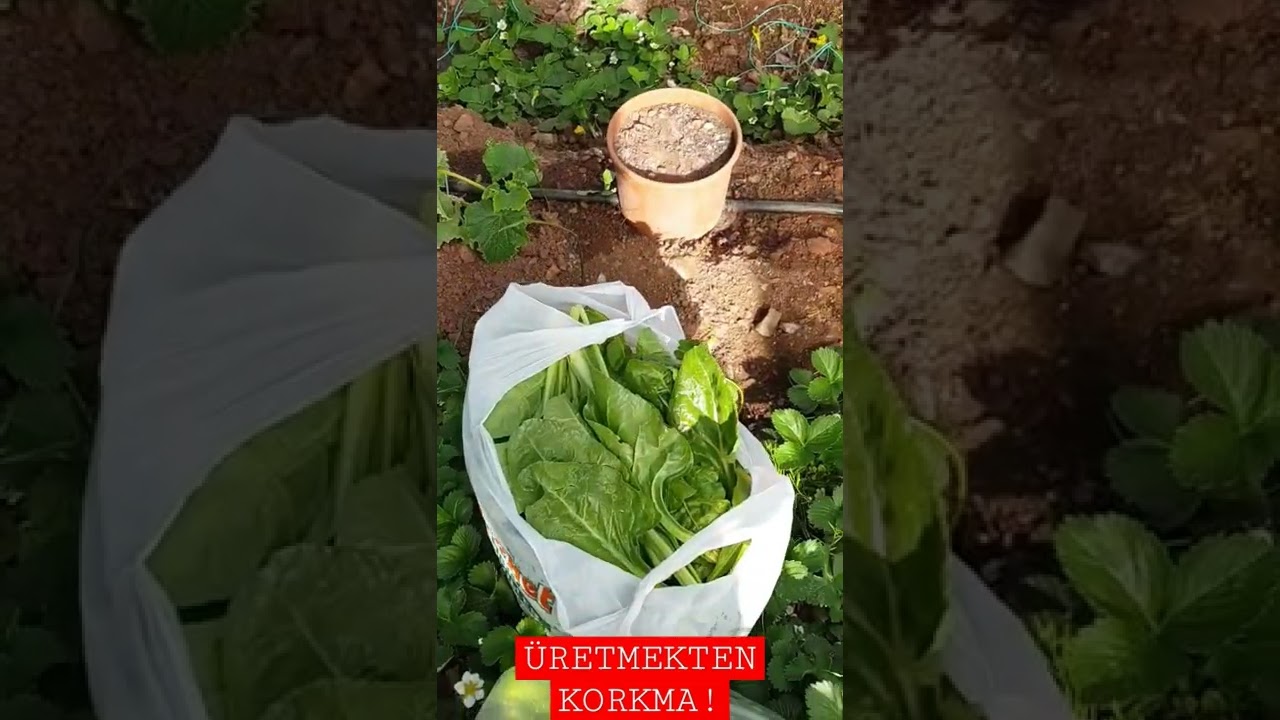 &Uuml;RETMEKTEN KORKMAYIN! #hobibah&ccedil;esi #ziraat #sera #ziraatm&uuml;hendisliğibitkikoruma #bitkikoruma