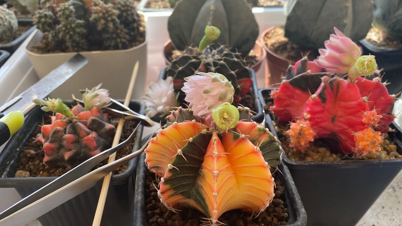 Gymnocalycium tozlama