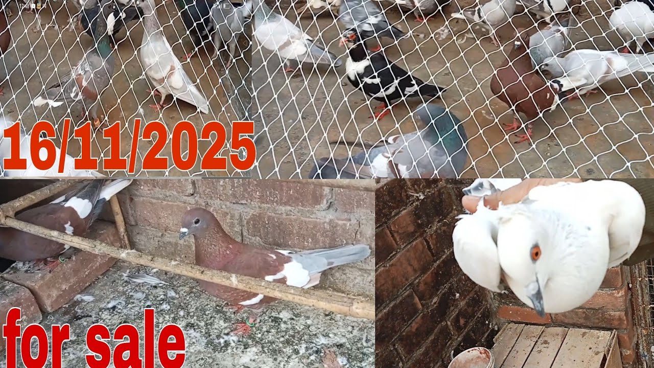 Hyderabadi,  mokhiya pigeon for sale in Lucknow 16/11/2025 Lucknow gola kabutar