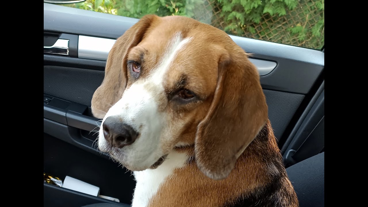 Dyskopatia psa, rehabilitacja po operacji kręgosłupa, Beagle