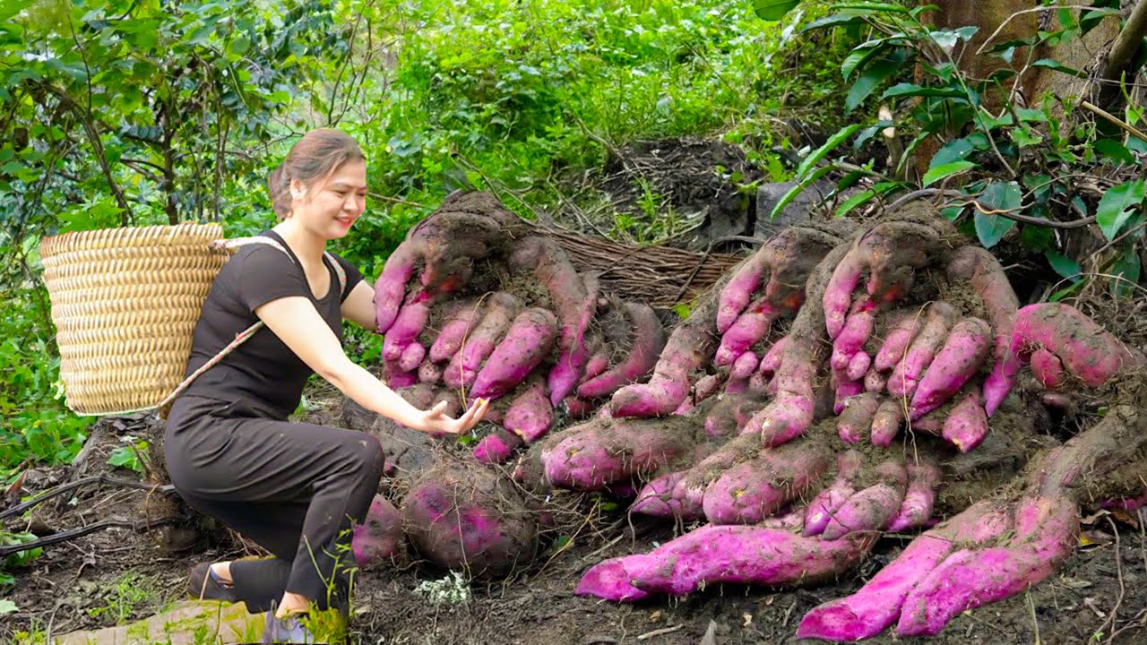 Harvesting Giant Purple Yams, Cooking Delicious Dishes From Wild Yams | From Forest To Table